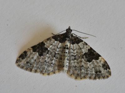 Incertaine (L'), Phalène ondée (La) Xanthorhoe fluctuata (Linnaeus, 1758)