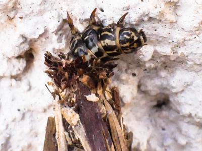  Psychidae Boisduval, 1828