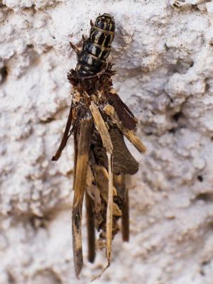  Psychidae Boisduval, 1828