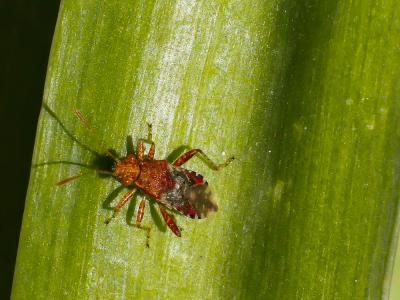  Rhopalus subrufus (Gmelin, 1790)
