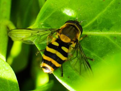 Syrphe du groseillier Syrphus ribesii (Linnaeus, 1758)