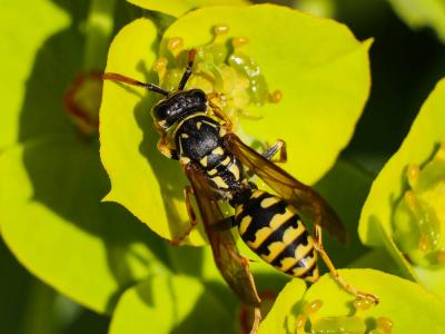  Polistes nimpha (Christ, 1791)
