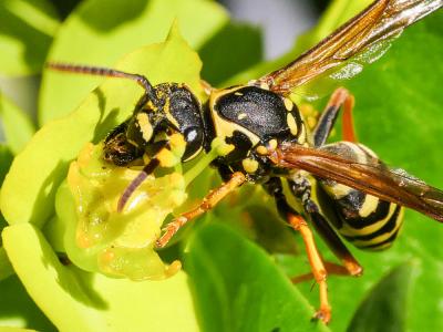  Polistes nimpha (Christ, 1791)