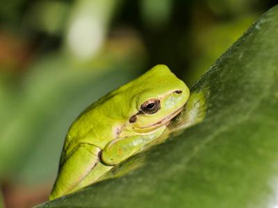 Rainette méridionale Hyla meridionalis Boettger, 1874
