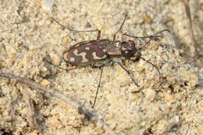  Lophyra flexuosa (Fabricius, 1787)