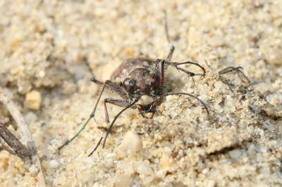  Lophyra flexuosa (Fabricius, 1787)