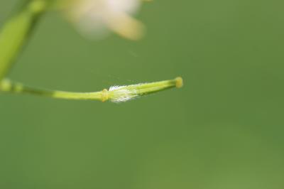 Moutarde blanche Sinapis alba L., 1753