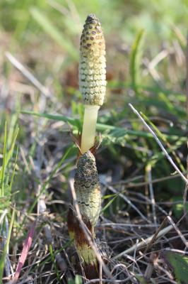 Grande prêle Equisetum telmateia Ehrh., 1783