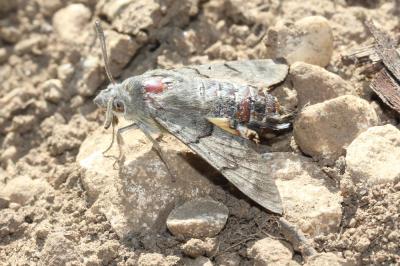 Moro-Sphinx (Le), Sphinx du Caille-Lait (Le) Macroglossum stellatarum (Linnaeus, 1758)