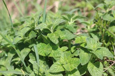 Sariette commune, Grand Basilic Clinopodium vulgare L., 1753