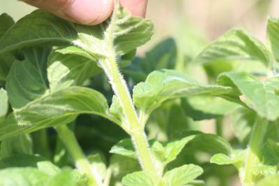 Sariette commune, Grand Basilic Clinopodium vulgare L., 1753