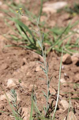 Linaire simple Linaria simplex (Willd.) DC., 1805