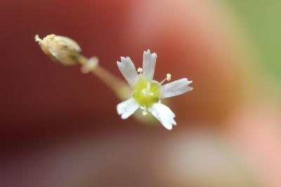 Holostée en ombelle Holosteum umbellatum L., 1753