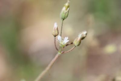 Holostée en ombelle Holosteum umbellatum L., 1753
