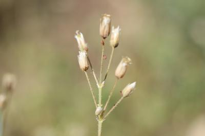 Holostée en ombelle Holosteum umbellatum L., 1753