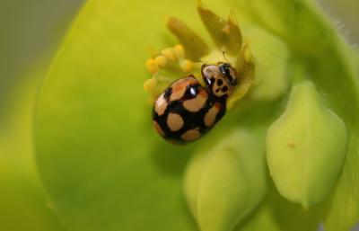 Coccinelle à dix points Adalia decempunctata (Linnaeus, 1758)