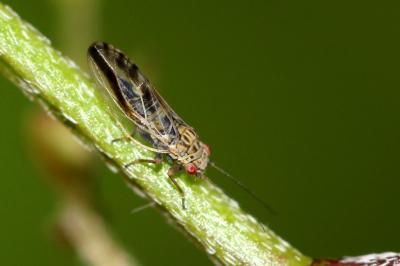  Psyllidae Latreille, 1807