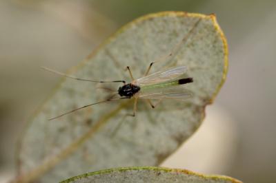  Microtendipes Kieffer, 1915