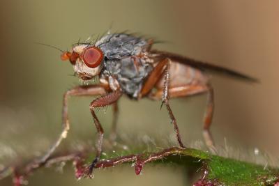  Gymnomus Loew, 1863