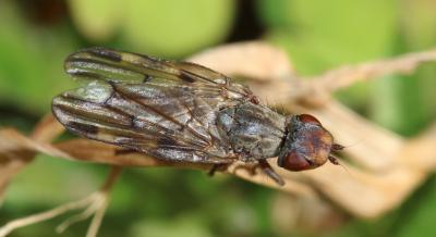  Otites nebulosa (Latreille, 1811)