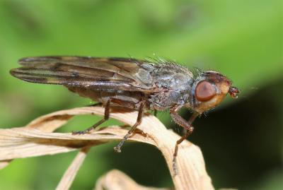  Otites nebulosa (Latreille, 1811)