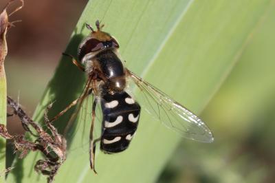 Syrphe du poirier, Syrphe pyrastre Scaeva pyrastri (Linnaeus, 1758)