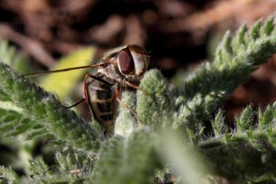 Syrphe du poirier, Syrphe pyrastre Scaeva pyrastri (Linnaeus, 1758)