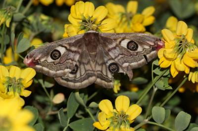 Petit Paon de Nuit (Le) Saturnia pavonia (Linnaeus, 1758)