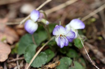 Violette suave Viola suavis M.Bieb., 1819