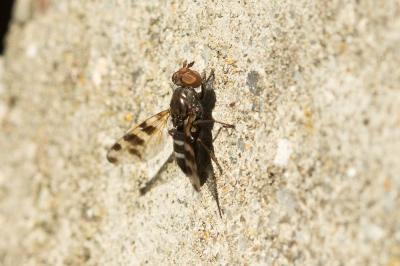  Ceroxys hortulana (Rossi, 1790)