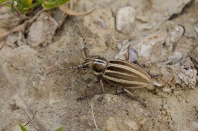  Iberodorcadion molitor (Fabricius, 1775)