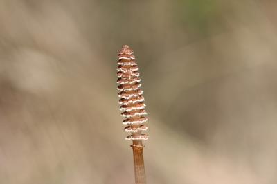 Prêle des champs, Queue-de-renard Equisetum arvense L., 1753