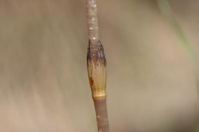 Prêle des champs, Queue-de-renard Equisetum arvense L., 1753