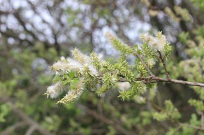 Saule cendré Salix cinerea L., 1753