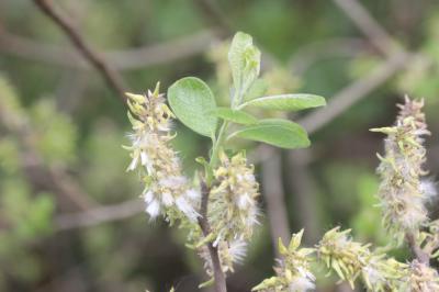 Saule cendré Salix cinerea L., 1753