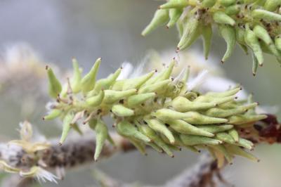 Saule cendré Salix cinerea L., 1753