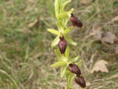  Ophrys L., 1753