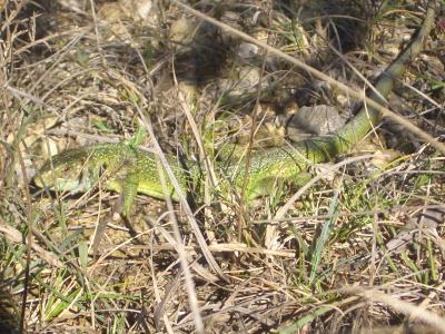 Lézard vert Lacerta bilineata Daudin, 1802