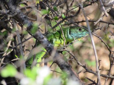 Lézard vert Lacerta bilineata Daudin, 1802