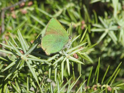 Thécla de la Ronce (La), Argus vert (L') Callophrys rubi (Linnaeus, 1758)