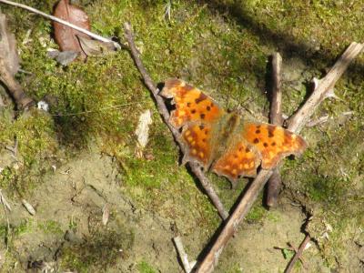 Gamma (Le), Robert-le-diable (Le), C-blanc (Le), D Polygonia c-album (Linnaeus, 1758)