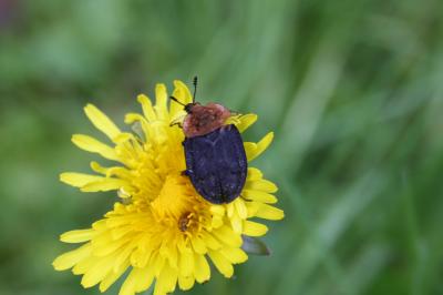 Silphe à corselet rouge Oiceoptoma thoracicum (Linnaeus, 1758)