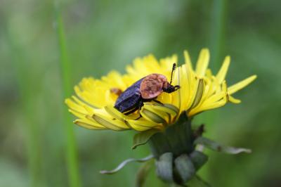 Silphe à corselet rouge Oiceoptoma thoracicum (Linnaeus, 1758)