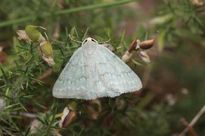 Hémithée du Genêt (L') Pseudoterpna pruinata (Hufnagel, 1767)