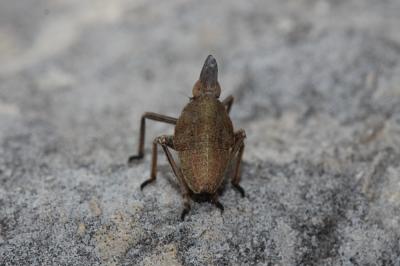  Bursinia 