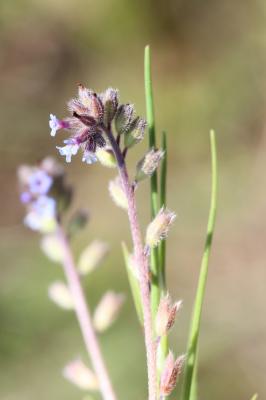 Myosotis raide Myosotis stricta Link ex Roem. & Schult., 1819