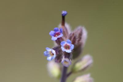 Myosotis raide Myosotis stricta Link ex Roem. & Schult., 1819