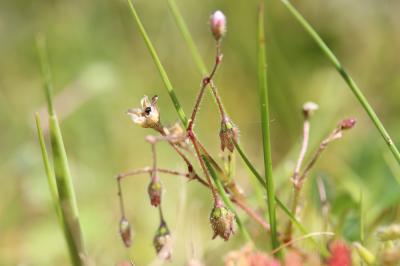 Spergule des champs, Espargoutte des champs, Sparg Spergula arvensis L., 1753