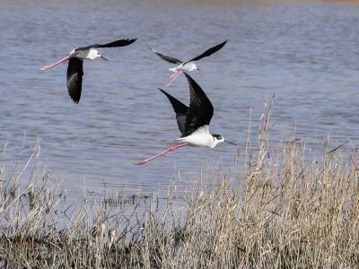 Echasse blanche Himantopus himantopus (Linnaeus, 1758)