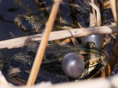 Grenouille rieuse Pelophylax ridibundus (Pallas, 1771)